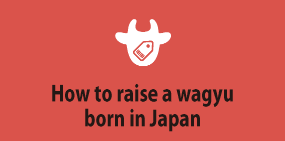 How to raise a wagyu born in Japan 