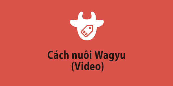 Cách nuôi Wagyu (Video)