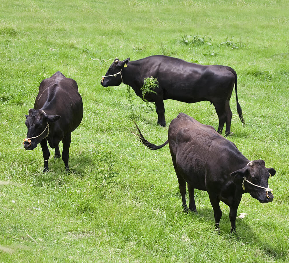 L'élevage du bœuf Wagyu en France